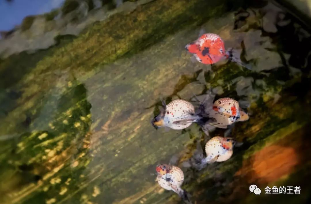 玉石古法雕刻_古玉石雕刻方法有哪些_雕刻玉石古法圖片