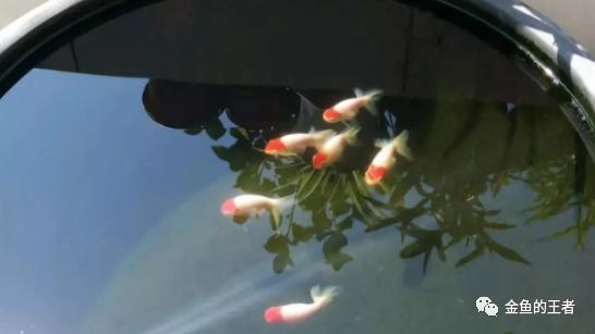 古玉石雕刻方法有哪些_雕刻玉石古法圖片_玉石古法雕刻