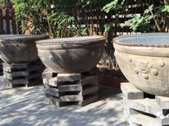 中國古法養(yǎng)金魚，歷來講究盆養(yǎng)，并以此為正宗