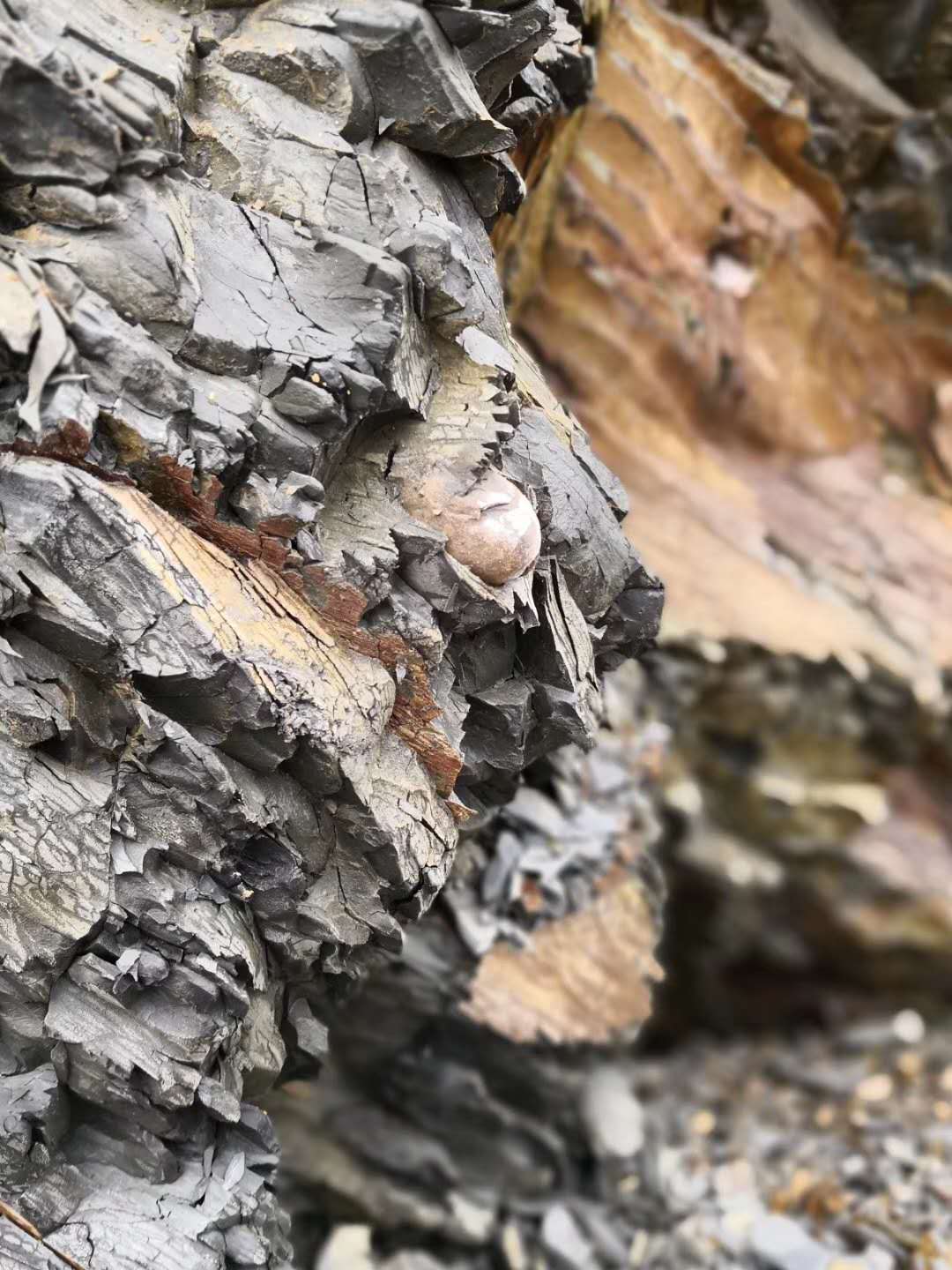 龜紋石奇石_龜紋石頭_龜紋石奇石收藏價格