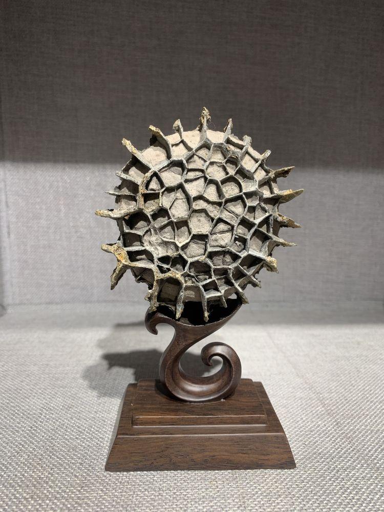 龜紋石頭_龜紋石奇石收藏價格_龜紋石奇石