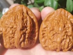 文玩核桃和吃的核桃一樣嗎