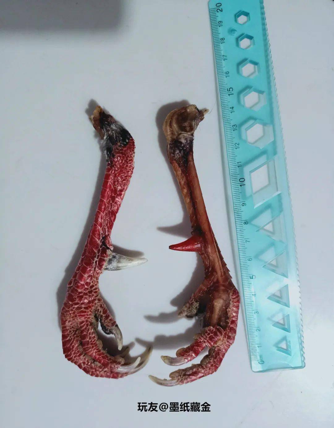 文玩雞爪子有什么寓意_雞爪子文玩_雞爪子文玩怎么配裝飾