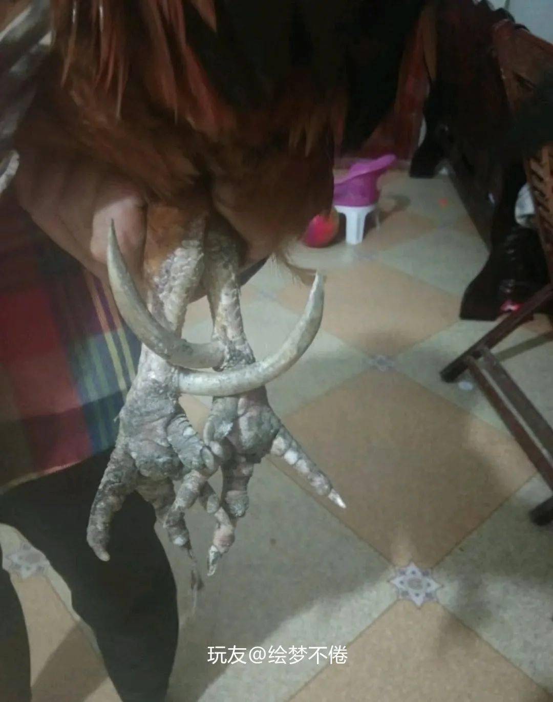 雞爪子文玩_雞爪子文玩怎么配裝飾_文玩雞爪子有什么寓意