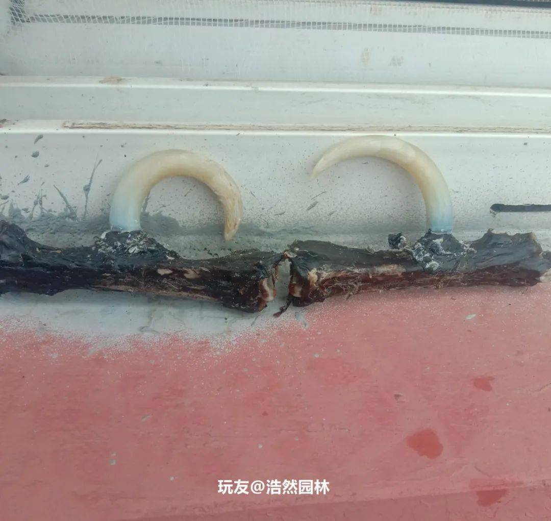 雞爪子文玩_雞爪子文玩怎么配裝飾_文玩雞爪子有什么寓意