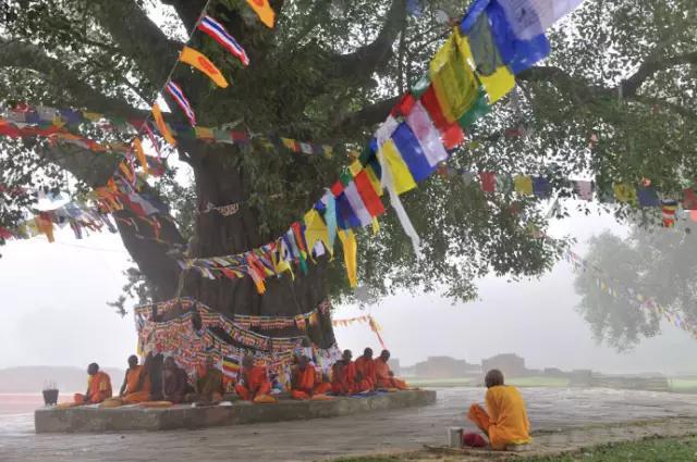 真正的菩提子是哪種_菩提種子是什么顏色_菩提種子是什么意思