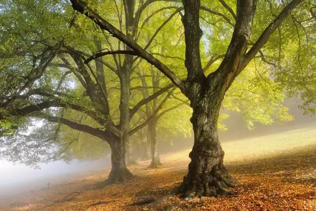 菩提種子是什么意思_真正的菩提子是哪種_菩提種子是什么顏色